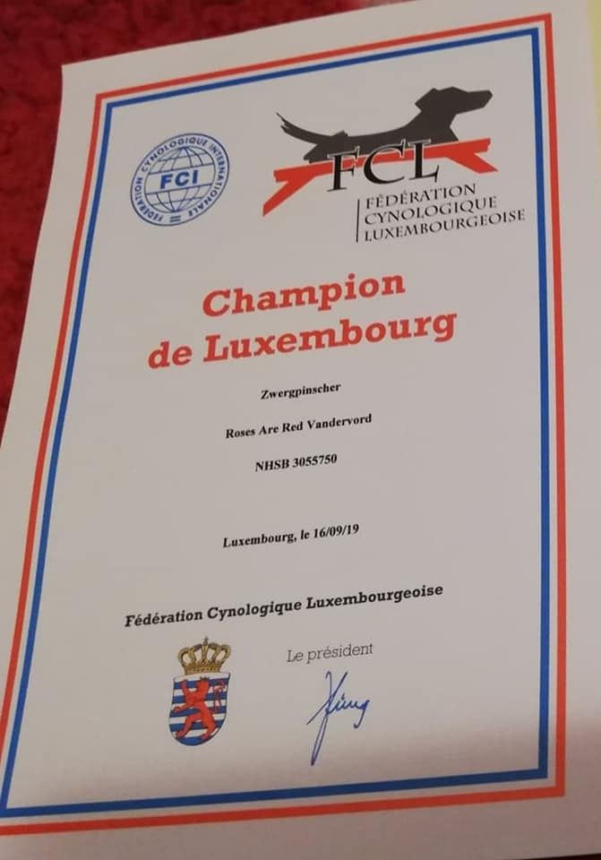 Des Pinchoux Nain - Championne de Luxembourg