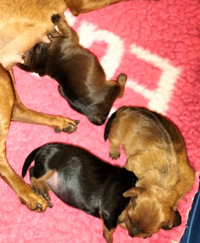 Des Pinchoux Nain - Chiot disponible  - Pinscher nain